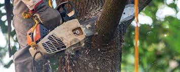 Best Lawn Maintenance Plans  in Blaine, MN