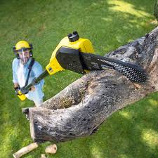 Best Stump Grinding and Removal  in Blaine, MN